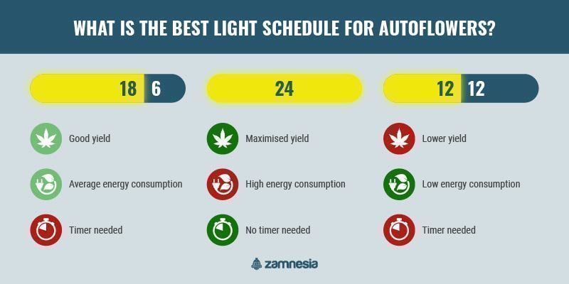 Learn How To Optimise Light Schedules For Autoflowers learn-how-to-optimise-light-schedules-for-autoflowers